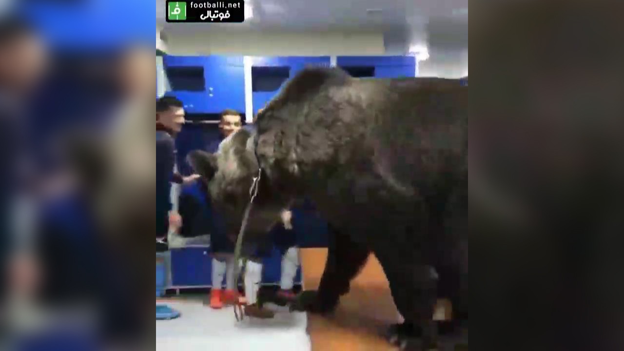 ورود یک خرس وحشی به رختکن تیم ساخالین مسکو!