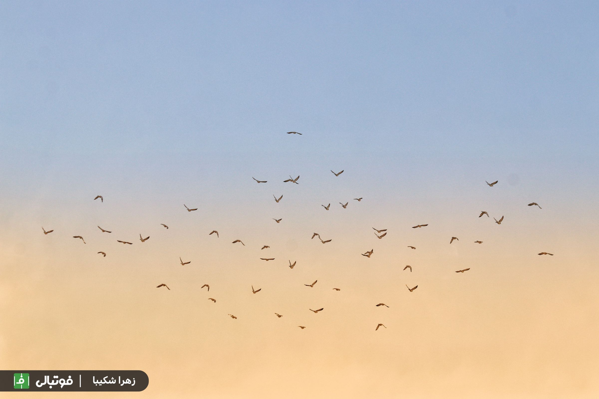 تصویر خبر