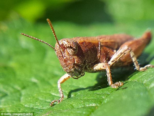  ملخ؛ بزرگترین تهدید جام جهانی روسیه 2018