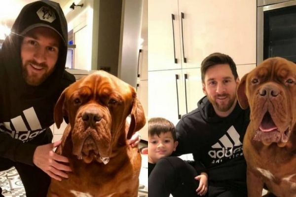  نقش جالب «آقای هالک» سگ غول پیکر مسی در خانواده‌اش