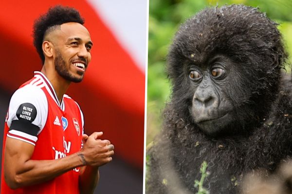 نامگذاری بچه گوریلها از سوی ستارگان آرسنال