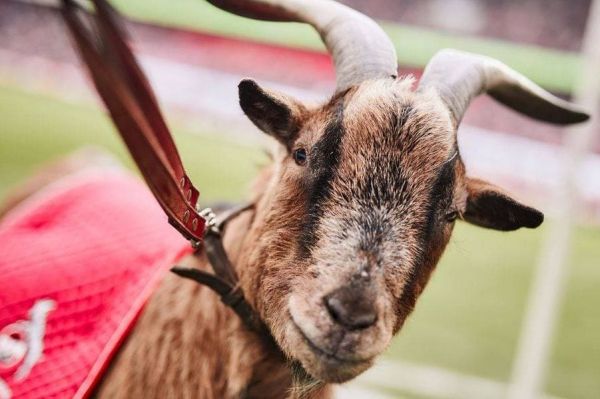  بز جالبی که نماد باشگاه کلن آلمان بود درگذشت