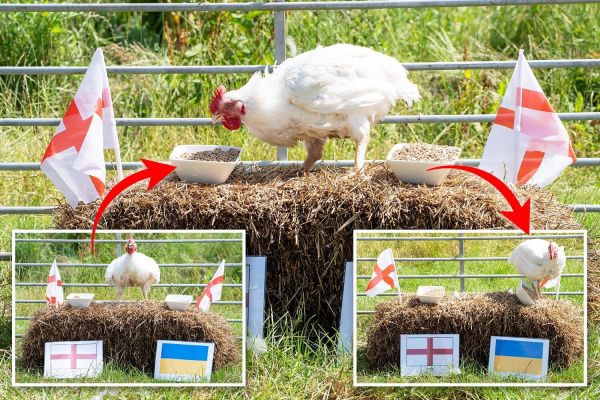 پیشبینی یک خروس در مورد برنده بازی اوکراین و انگلیس