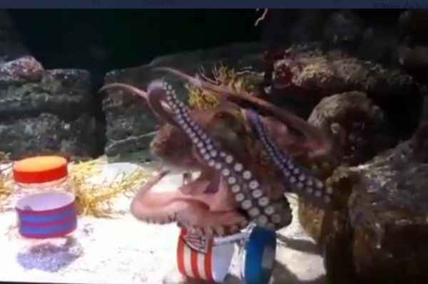  پیش‌بینی اختاپوس معروف؛ بارسلونا قهرمان می‌شود یا بیلبائو