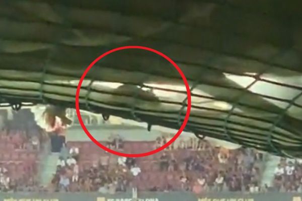 وایرال شدن تصویر عجیب حضور موشها در نیوکمپ