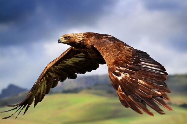  تصویر «عقاب طلایی» روی کارت مربیان فوتبال سراسر کشور درج می‌شود