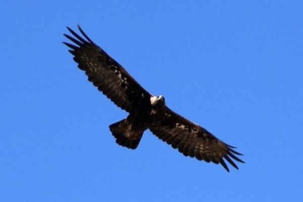  تصویر «عقاب طلایی» روی کارت مربیان فوتبال سراسر کشور نقش می‌بندد
