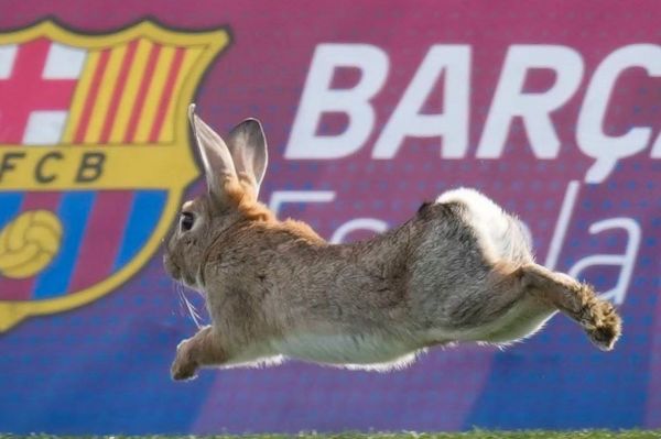 چند گونه جانوری در زمین تمرین بارسلونا زندگی میکنند