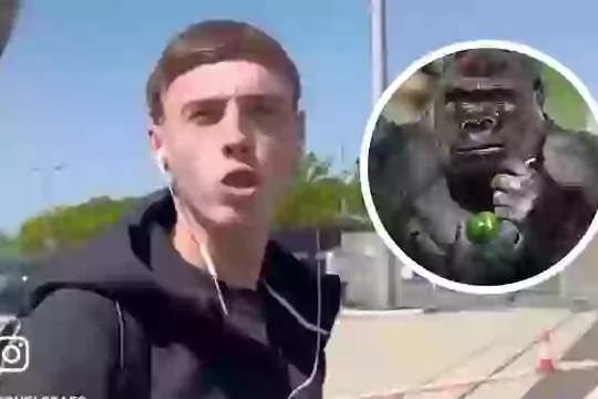  چالش مبارزه گوریل با 100 مرد به اردوی چلسی هم کشیده شد