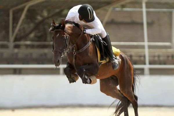 پیام تسلیت فدراسیون سوارکاری در پی شهادت پولادوند