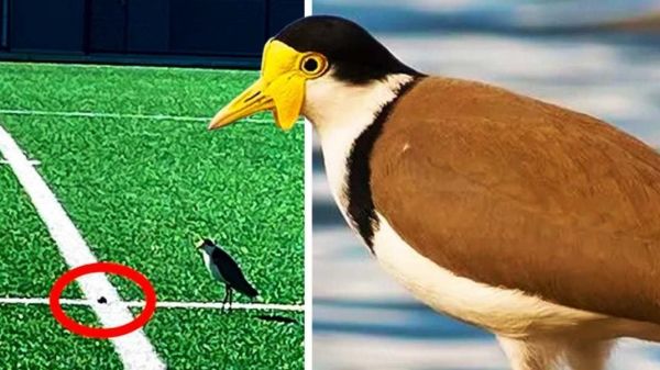 تعطیلی عجیب یک ورزشگاه فوتبال در استرالیا بهخاطر پرنده کمیاب