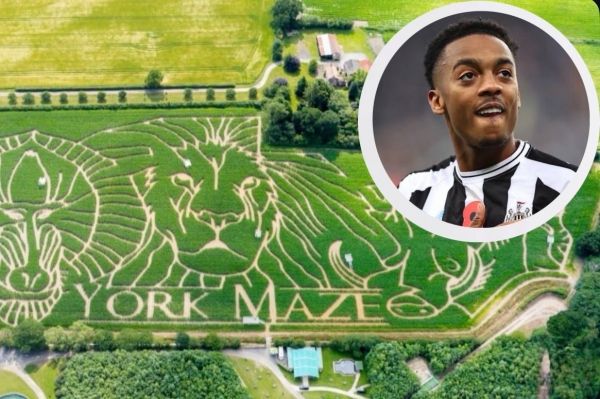  گم شدن عجیب ستاره نیوکاسل