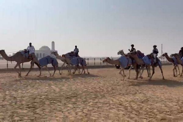 اولین تمرین تیم ملی شترسواری؛ جدیدترین رشته ورزشی ایران