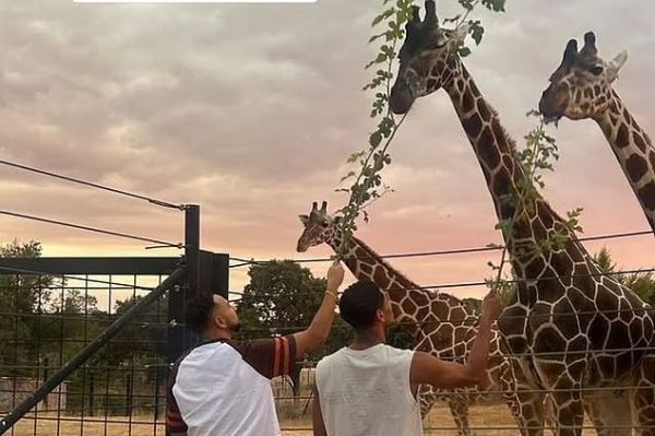 عکس؛ ستاره انگلیسی رئال مادرید و غذا دادن به زرافهها