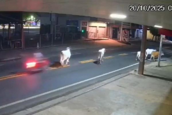  عکس؛ بازیکن برزیلی پس از تصادف با گاو درگذشت