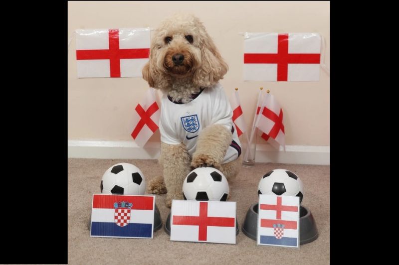 باهوشترین سگ کشور انگلیس: کرواسی را شکست میدهیم!