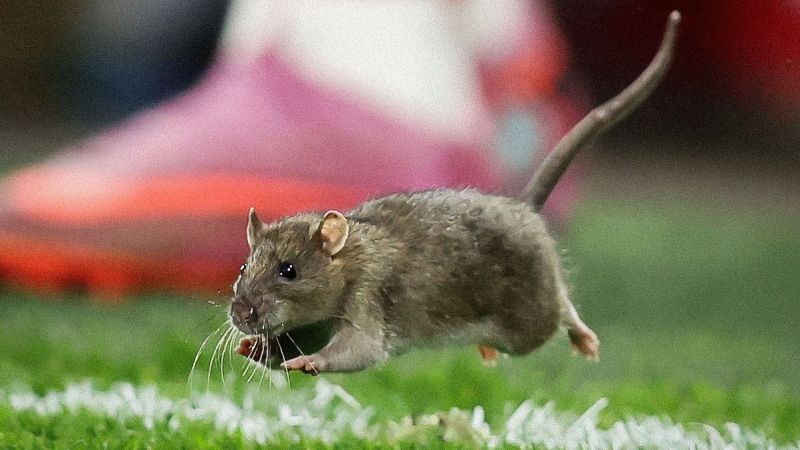 توقف دیدار ولز و بلژیک به دلیل حضور موش در زمین چمن!