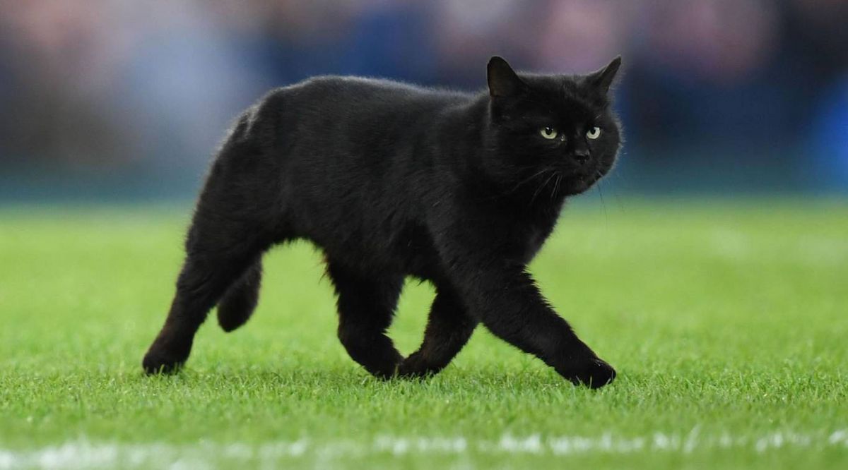 ورود گربه به زمین در بازی اورتون و ولورهمپتون