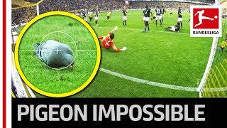 لحظات جالب از ورود کبوتر به دروازه دورتموند!
