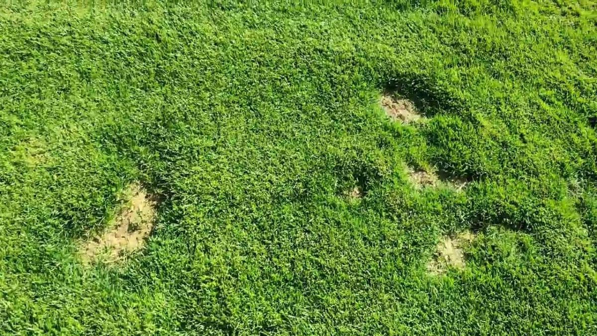 اختصاصی/ وضعیت چمن ورزشگاه شهرقدس پیش از بازی پیکان - نفت مسجدسلیمان