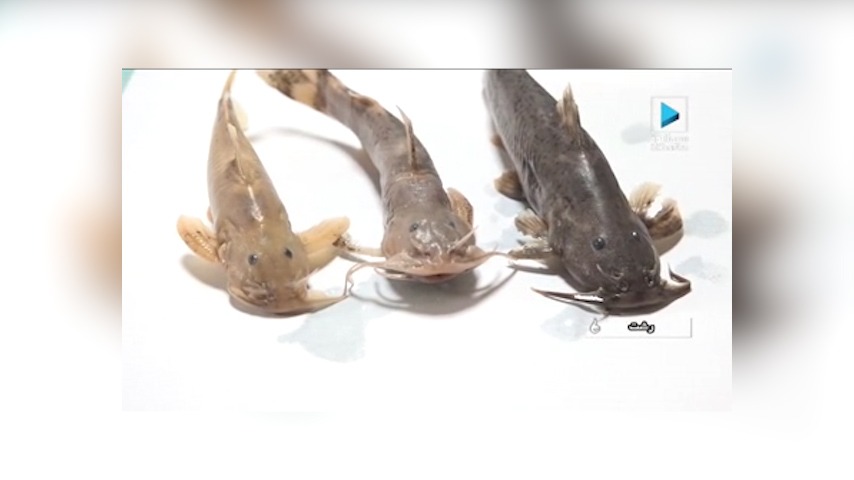 چرا گونه جدید ماهی به نام علی دایی نام گذاری شد؟