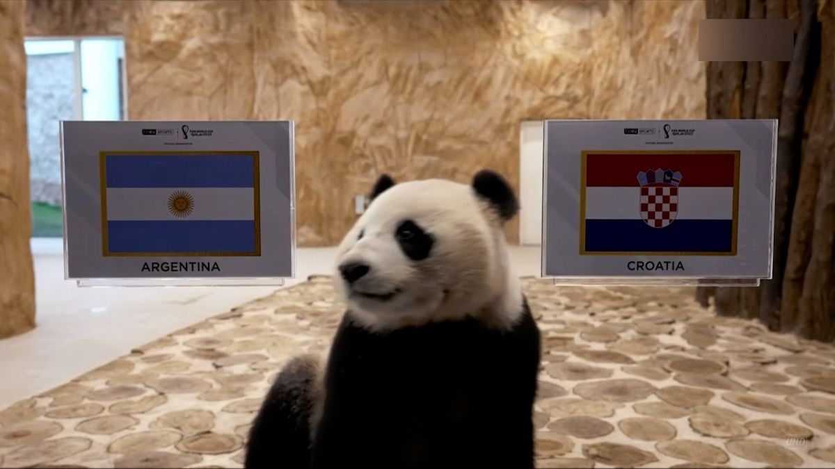 پیش بینی برنده دیدار آرژانتین - کرواسی توسط پاندای پیشگو!