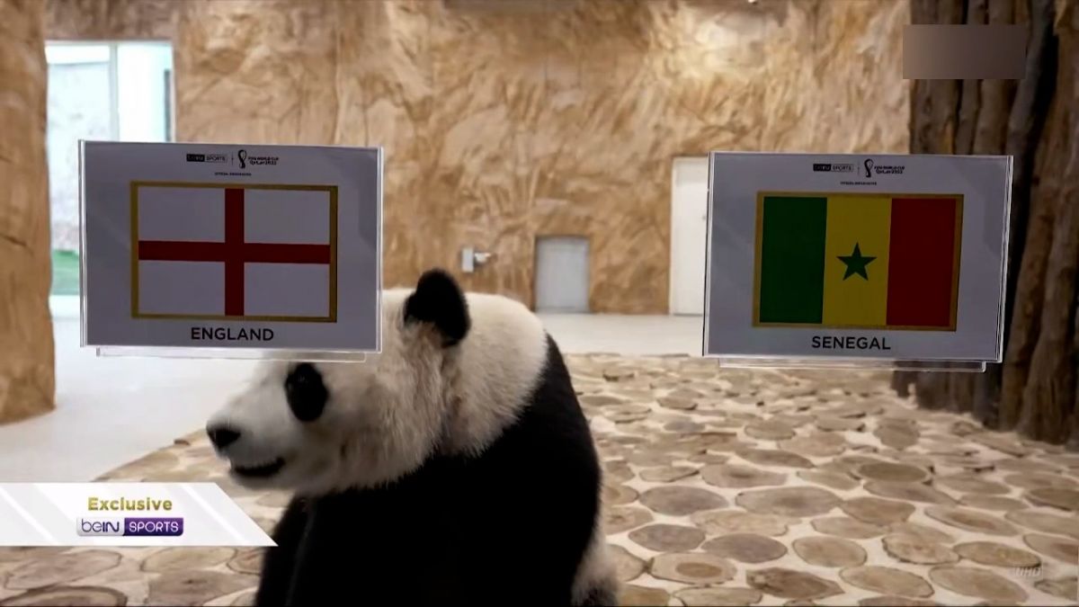 پیش بینی برنده دیدار انگلیس - سنگال توسط پاندای پیشگو!