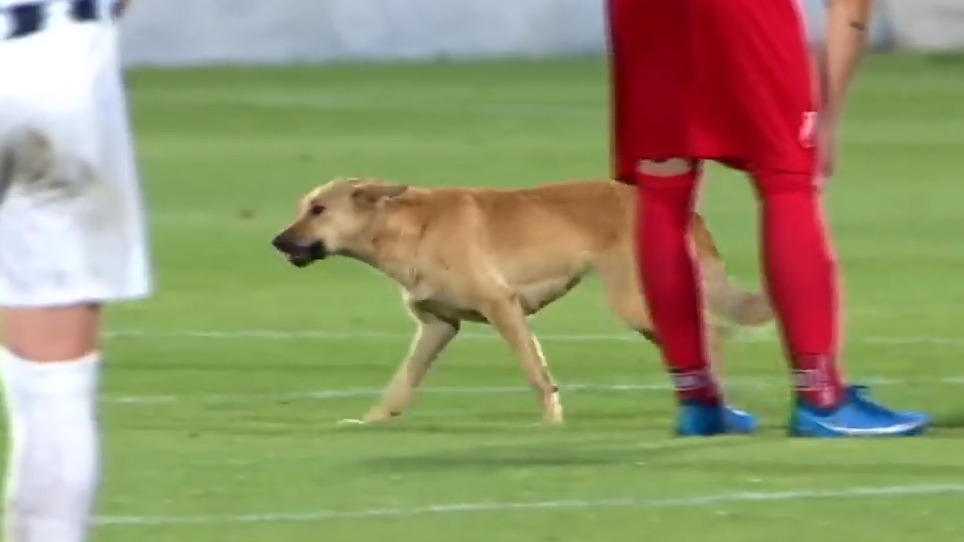 ورود سگ بازیگوش به زمین مسابقه در لیگ صربستان