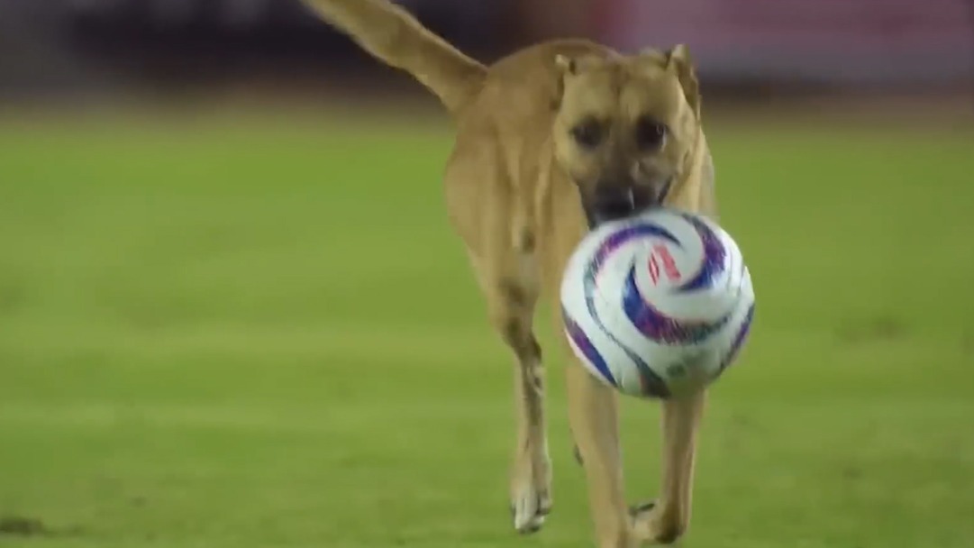 ورود سگ بازیگوش به زمین مسابقه و فرار با توپ مسابقه!