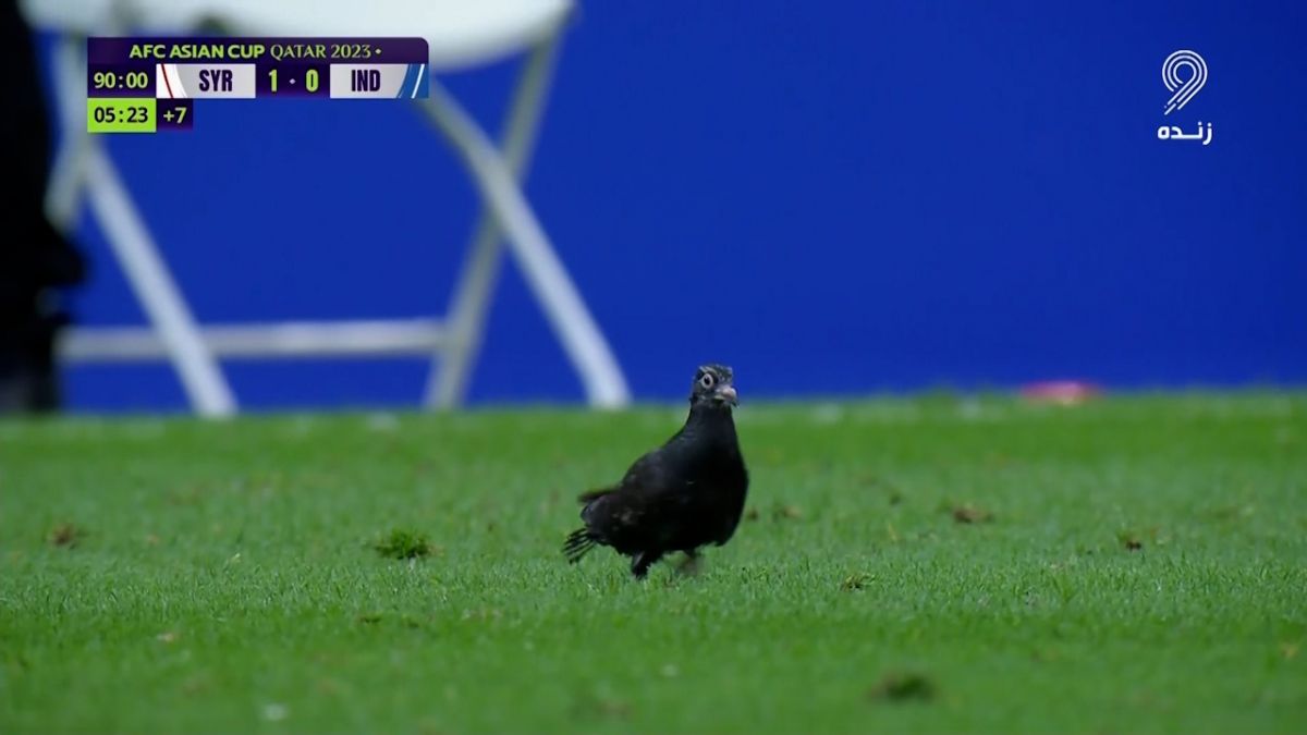 حضور پرنده روی زمین چمن مسابقه سوریه - هند