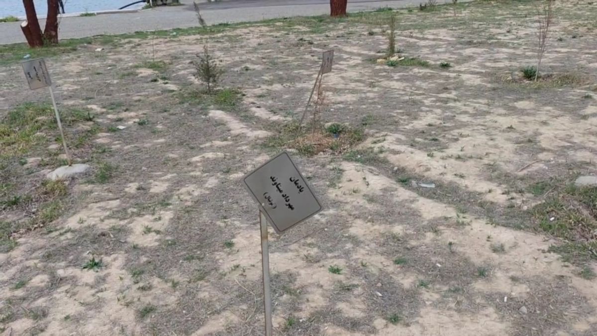 اختصاصی/ گزارش خبرنگار فوتبالی از وضعیت نهال‌های یادبود محوطه ورزشگاه آزادی