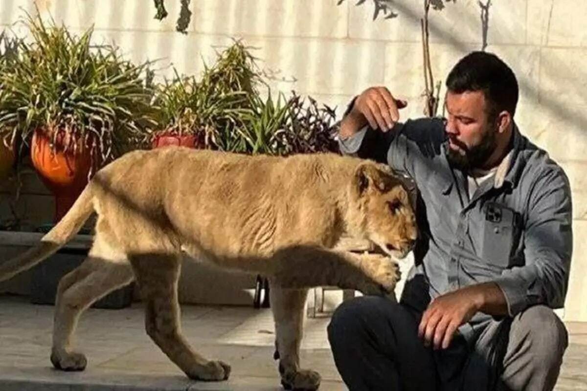 تلف شدن توله شیر امیر علی‌اکبری در پارک ارم