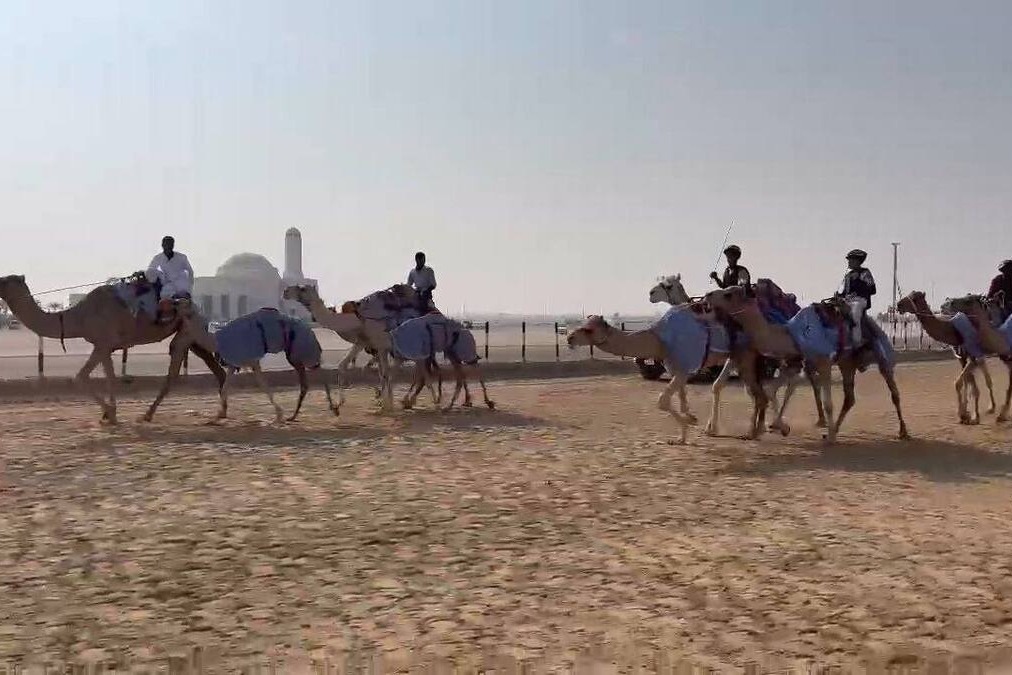 اولین تمرین تیم ملی شترسواری؛ جدیدترین رشته ورزشی ایران!