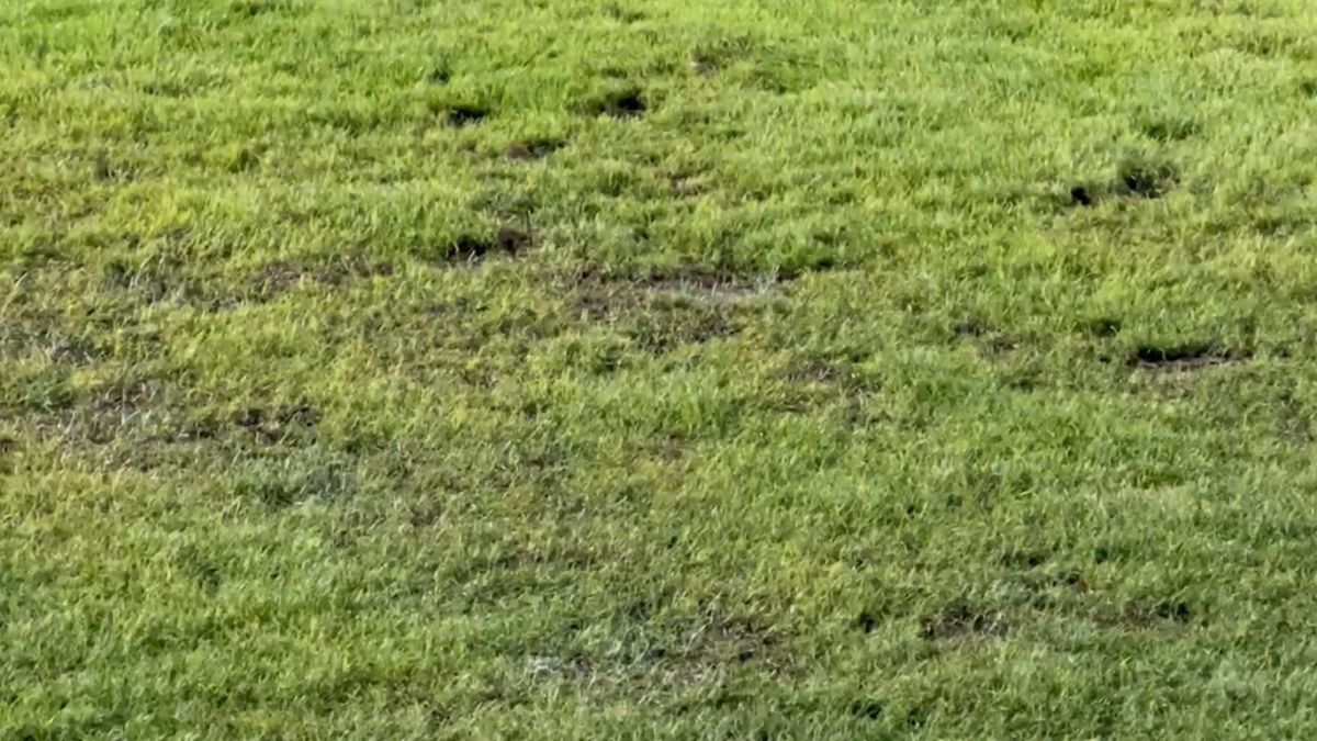 وضعیت چمن ورزشگاه یادگار امام (ره) تبریز پیش از بازی برابر الدحیل قطر