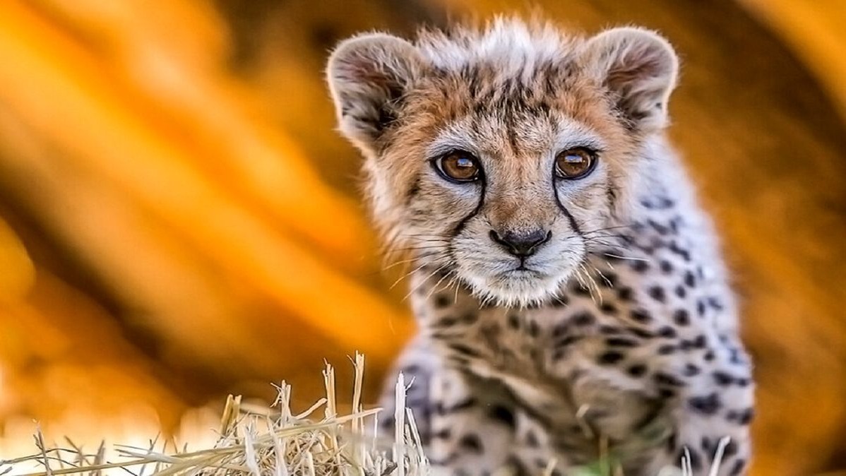 اتفاق تلخ غیرفوتبالی/ پیروز، یوز دوستداشتنی تلف شد!