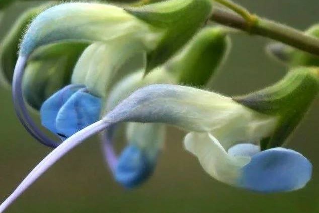 نام لیونل مسی روی گونهای تازه از گیاهان پرو!